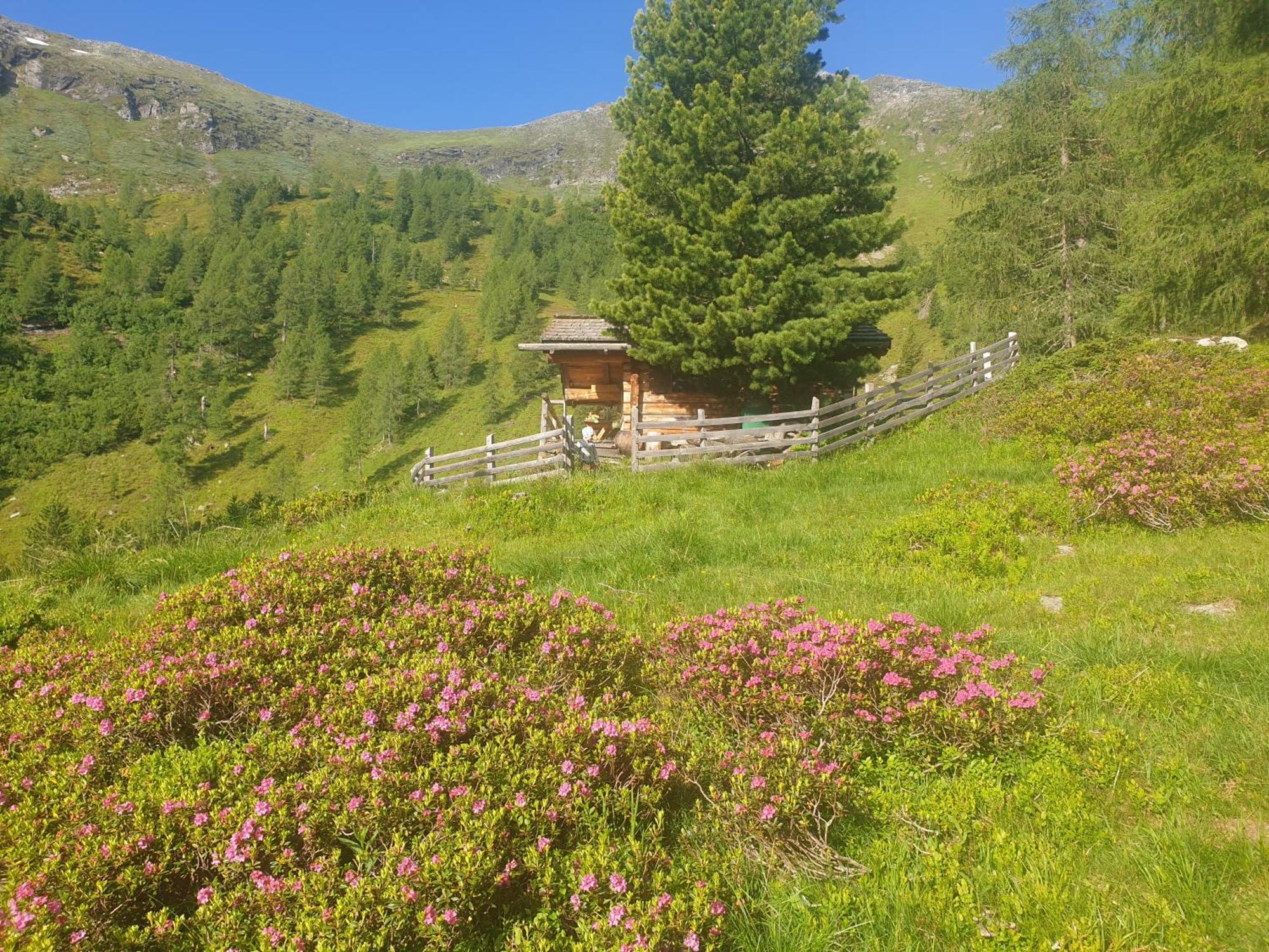 Ferienwohnung Aignerhof Schellgaden Екстер'єр фото